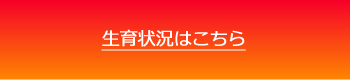 生育状況はこちら