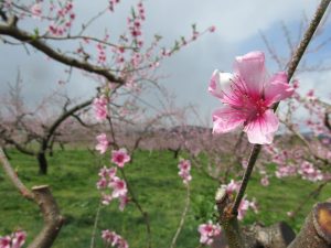 あかつきの花の写真