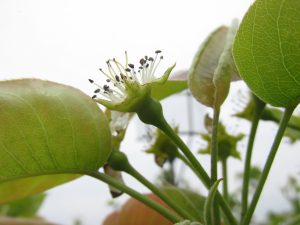 花が散った幸水の写真