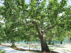 佐藤錦の樹の写真