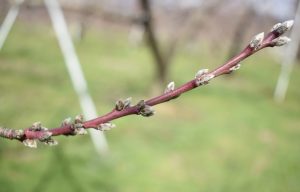 「あかつき」の芽の様子