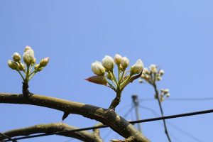 ナシ 少し開花