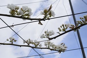 幸水の花の様子