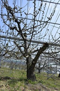 佐藤錦の樹の様子