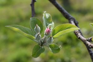 ふじの少し開花した花の様子