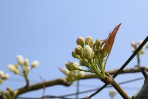 ナシ 少し開花