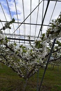 紅秀峰の花の様子