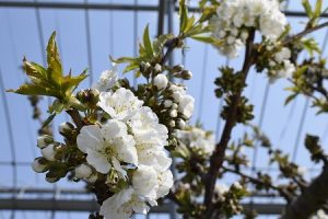 紅秀峰の花の様子