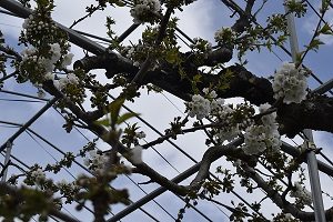 佐藤錦の花の様子②