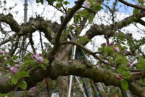 ぐんま名月の樹の様子