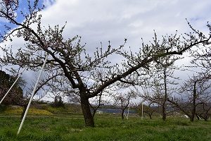 モモの樹の様子