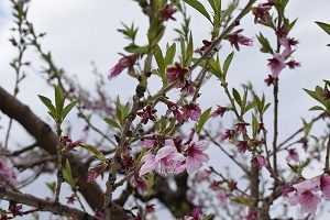 モモの花の様子