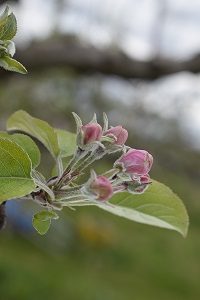 ふじの花の様子