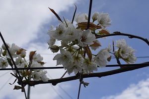 幸水の開花した花の様子