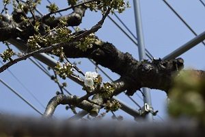 開花した佐藤錦の様子