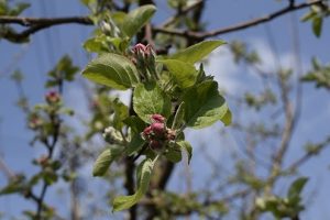 「ぐんま名月」の花の様子