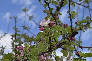 ぐんま名月の花の様子