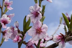 モモの花