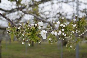 佐藤錦の花の様子