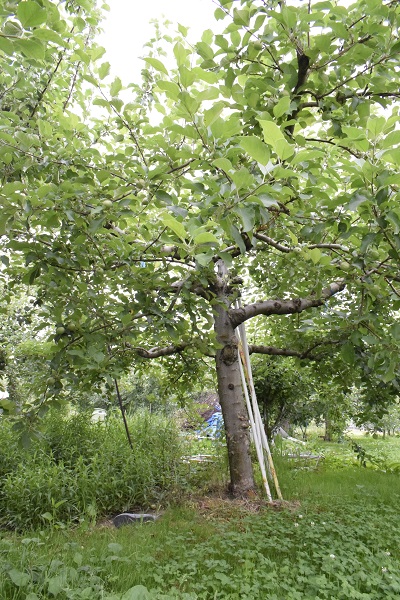 リンゴの樹の様子