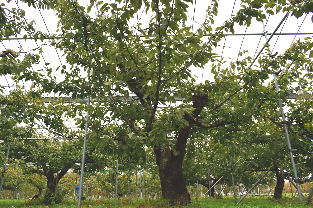 サクランボの樹の様子