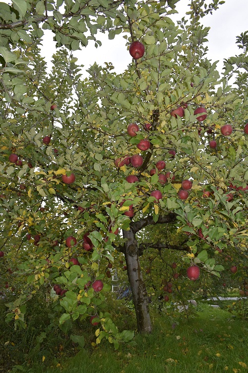 リンゴの樹の様子