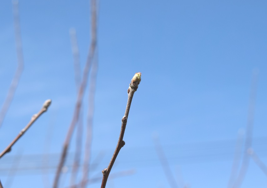 リンゴの芽の様子