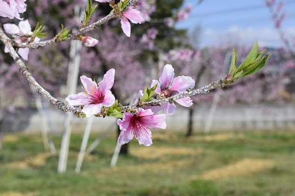 モモの花の様子