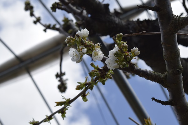 オウトウの開花の様子