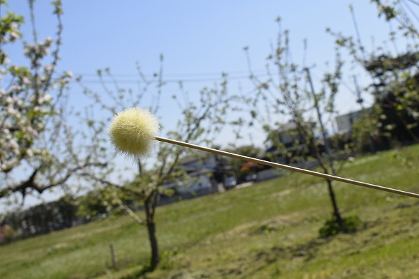 リンゴの花粉交配の道具