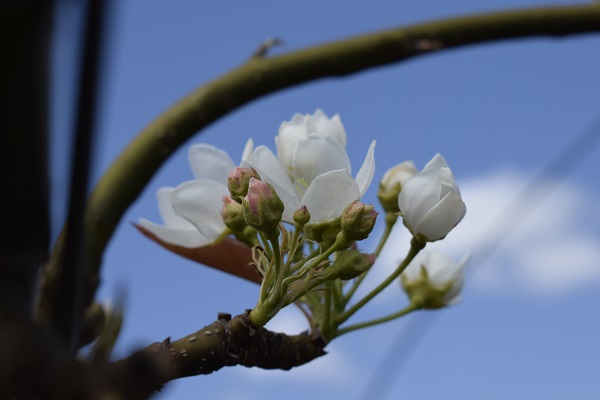 ナシの開花の様子