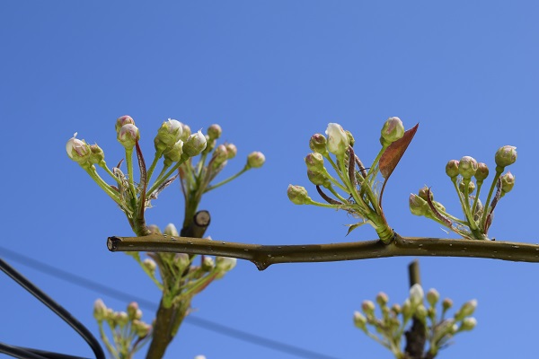 まもなく開花を迎えるナシの蕾の様子