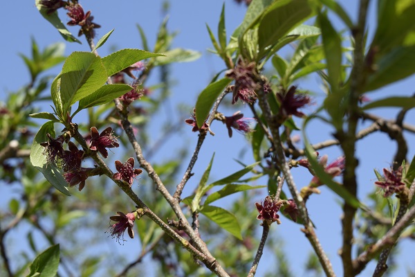 モモの花が散った様子