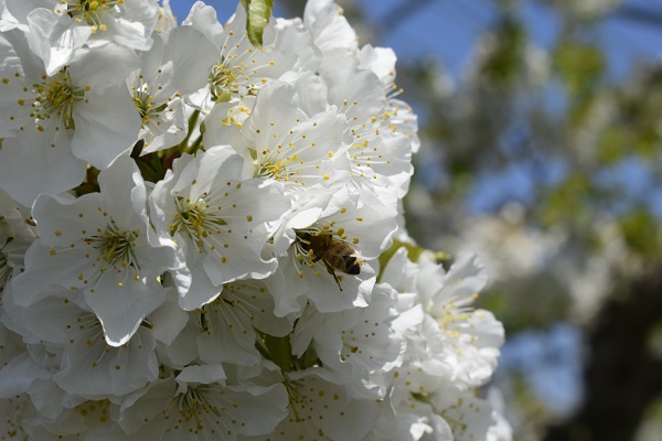 サクランボの花の様子