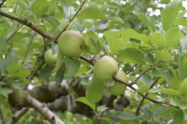 リンゴの枝の様子