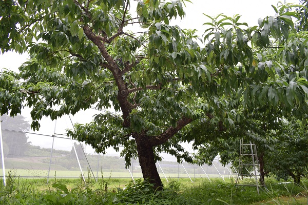 あかつきの樹の様子