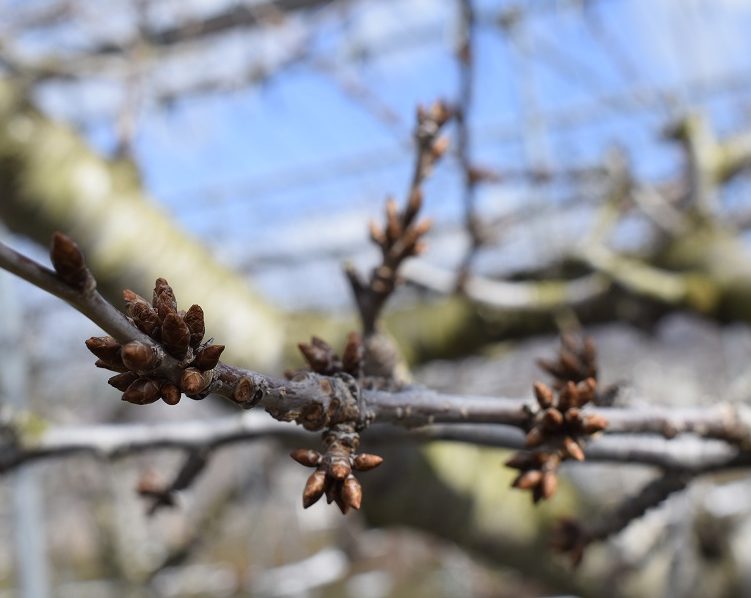 佐藤錦の芽の様子