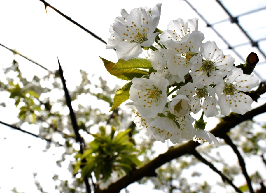 ハウス栽培の佐藤錦の花の様子