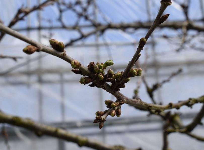 ハウス栽培の佐藤錦の芽の様子