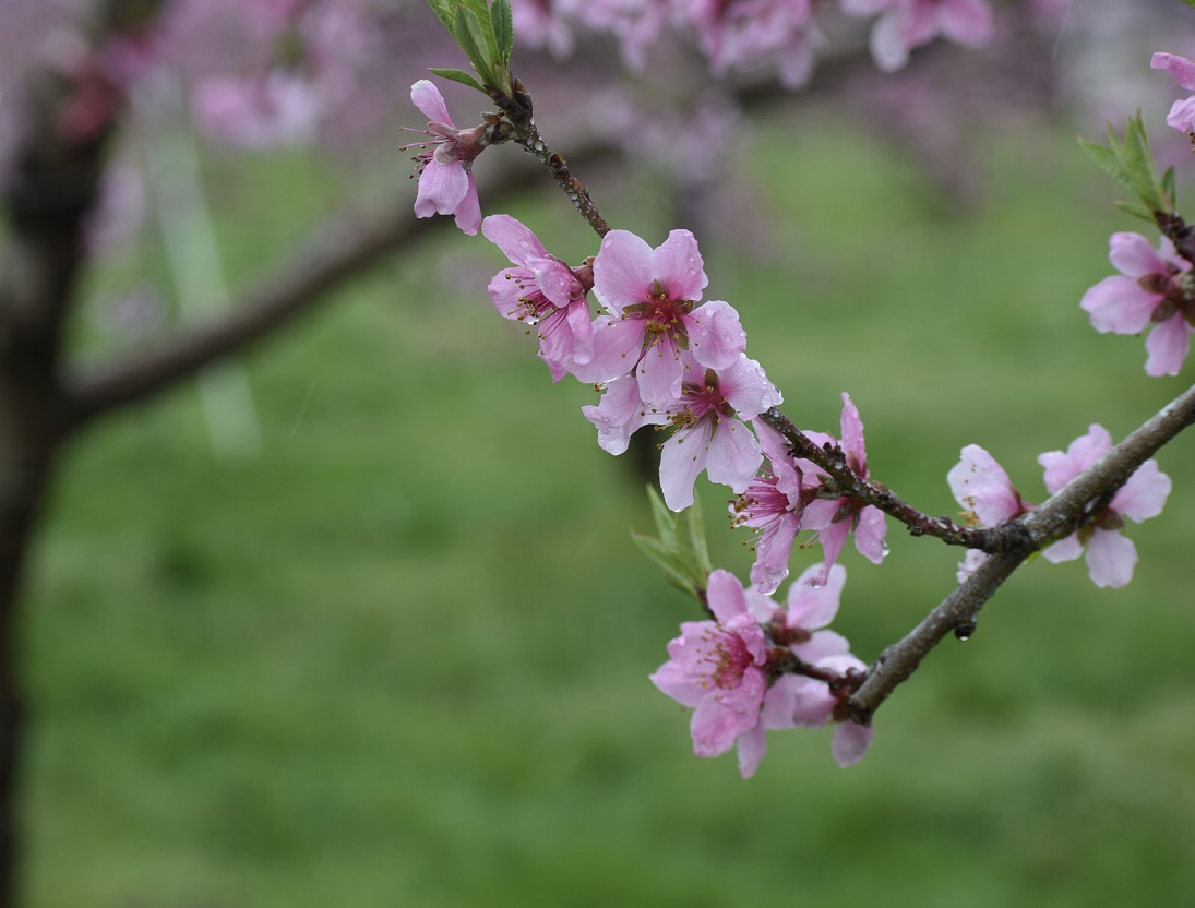 モモの花と水滴