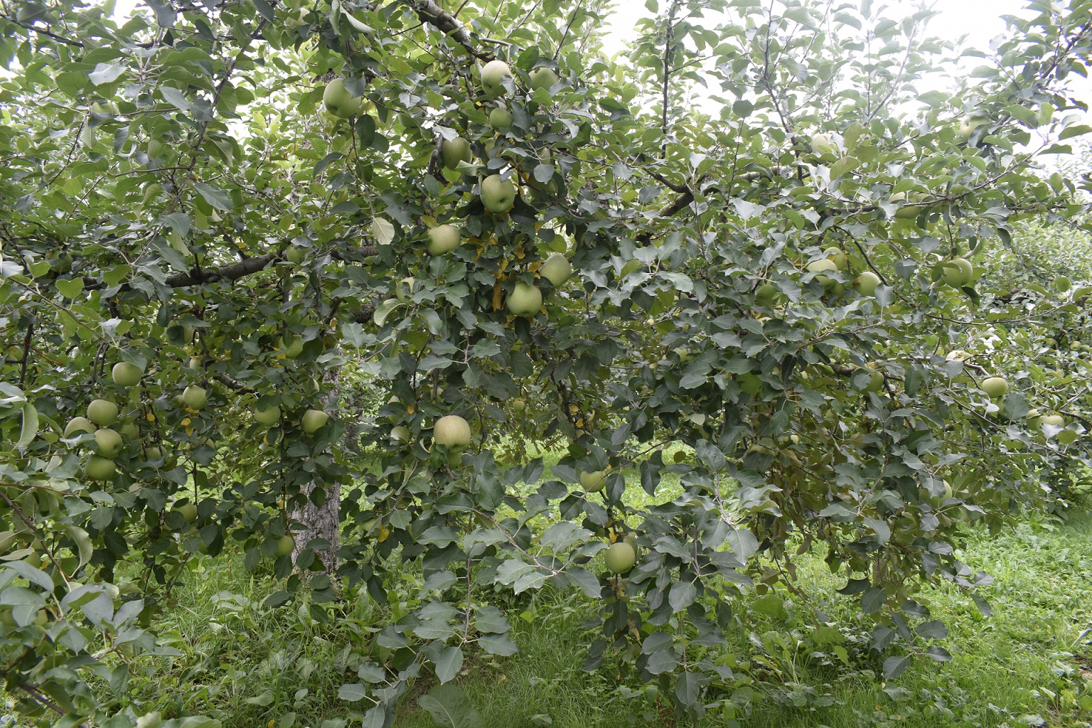 リンゴ(ふじ)の樹の様子