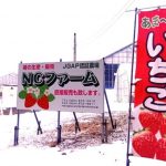 NCファーム